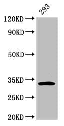 Polyclonal Rabbit anti-Human EAPP Antibody (IHC, WB)
