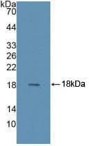 RNASE4 Antibody (aa30-147)