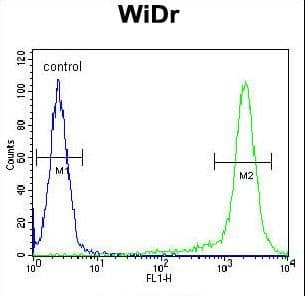 SLC35G5 / AMAC1L2 Antibody (aa1-30)