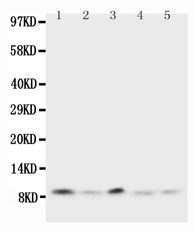 UBB / Ubiquitin B Antibody (aa29-45)