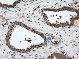 GPI Antibody (clone OTI5A11)