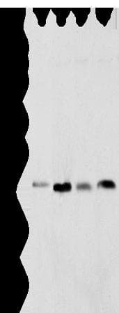SPCS2 Antibody