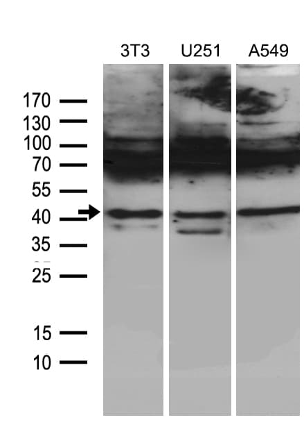 HOXC4 Antibody (clone OTI2D5, Carrier-free)