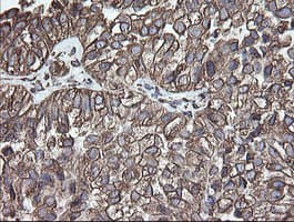 PDIA3 / ERp57 Antibody (clone OTI3H5)