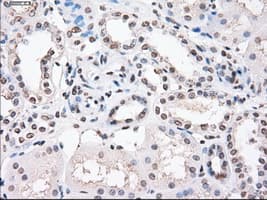 PPP5C Antibody (clone OTI3G1)