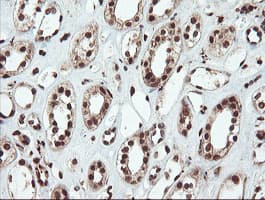 SAMHD1 Antibody (clone OTI1A1, Carrier-free)