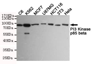 PIK3R2 / p85 Beta Antibody