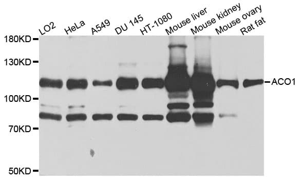 ACO1 / Aconitase Antibody
