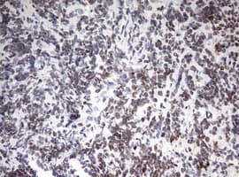 CD5 Antibody (clone OTI10F4)