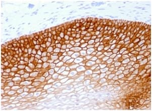CD44 Antibody (clone rCD44v4/1219, Azide-free, Carrier-free)