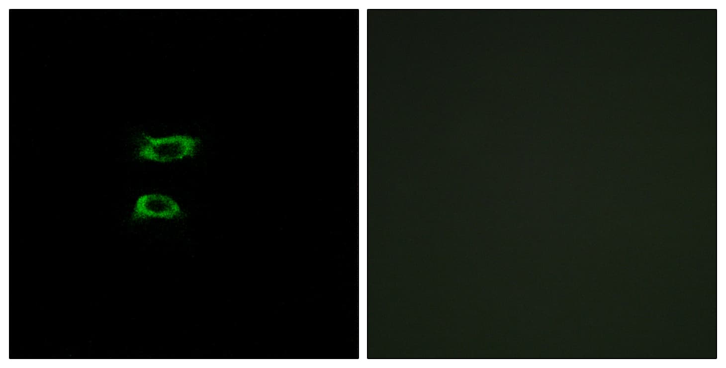 IHC-plus™ BMP8B Antibody (aa253-302)