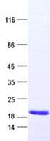 Human CPLX2 / Complexin 2 Protein (Recombinant DDK,C-terminus)