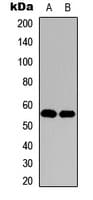 HDAC1 Antibody (C-Terminus)