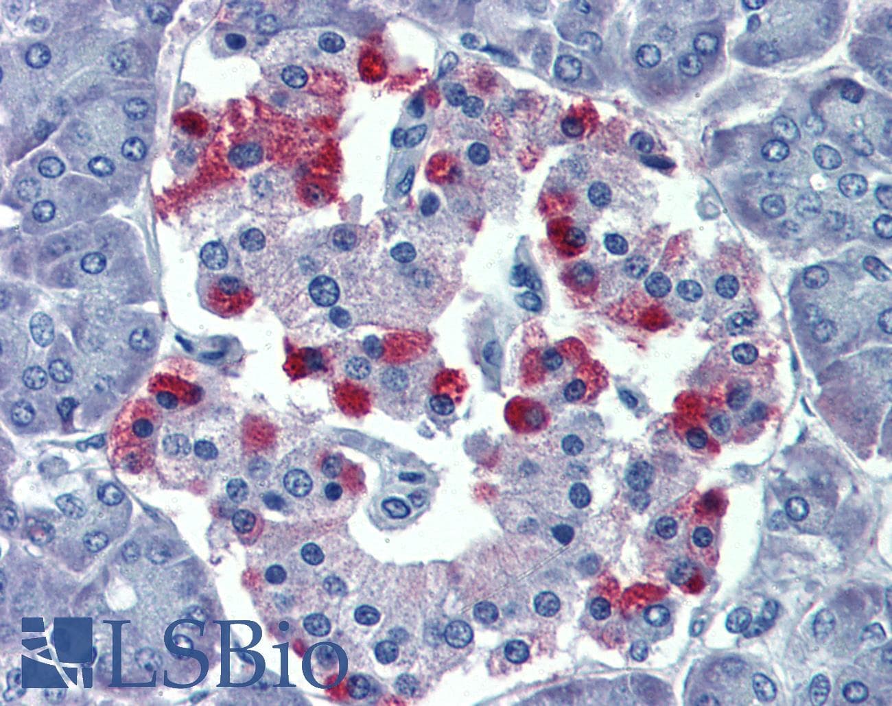 GNAS Antibody (aa36-85)