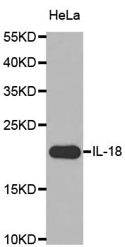 IL18 Antibody