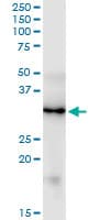 Monoclonal Mouse anti-Human FGF5 Antibody (clone 1B4, WB)