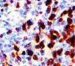 ANXA1 / Annexin A1 Antibody (Ready-to-Use)
