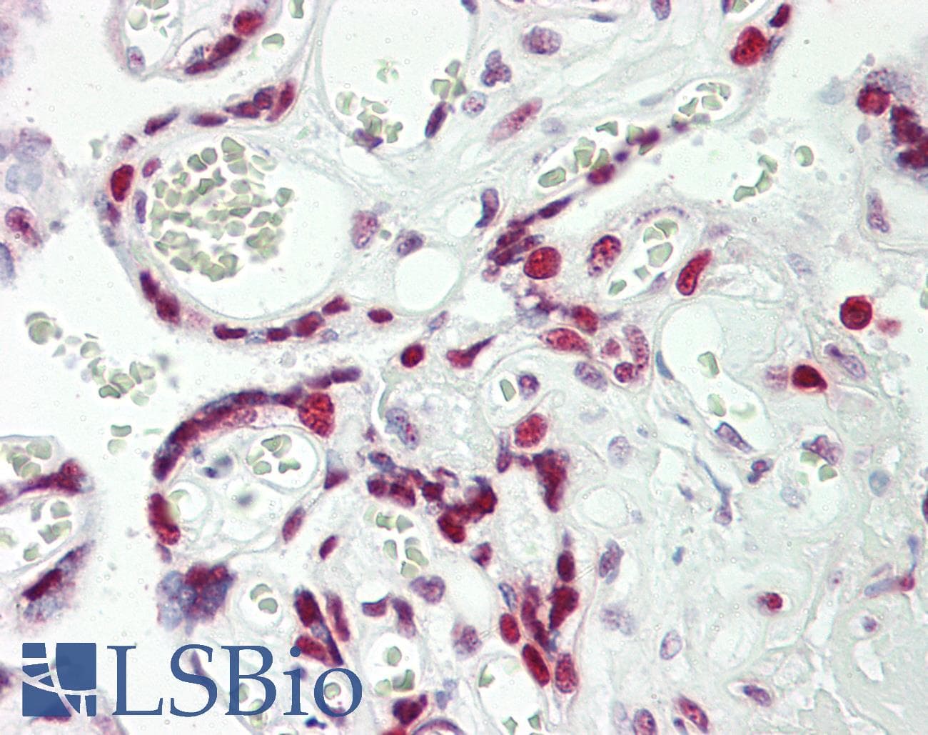 IHC-plus™ HEXIM1 Antibody (aa194-222)