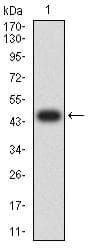 LRP4 Antibody (clone 5C7A9)