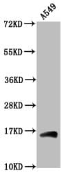 HIST1H3A Antibody