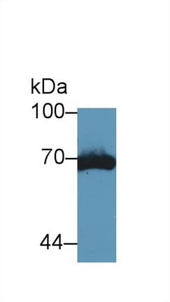 PLAT / TPA Antibody (aa359-532, Cy3)