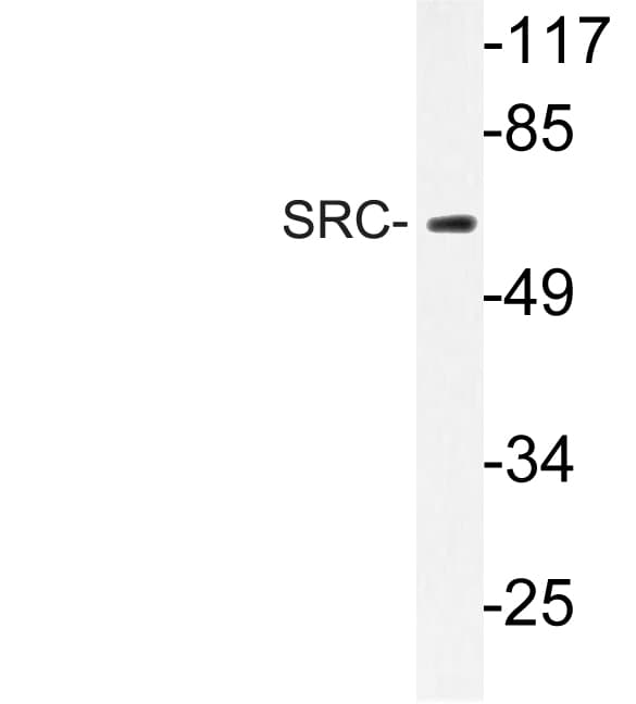 SRC Antibody (Asn535)