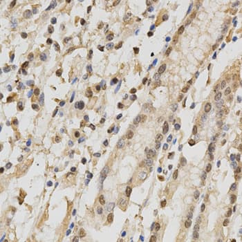 RBFOX3 / NEUN Antibody