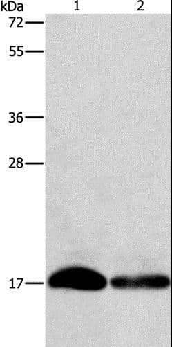 Fragilis / IFITM3 Antibody
