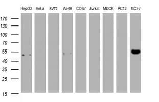 Selenium Binding Protein 1 Antibody (clone OTI3C6)
