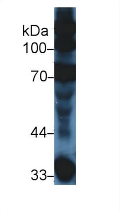 Complement C3a Antibody (aa1314-1663, Cy3)