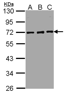 NUP62 Antibody (aa230-490)