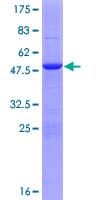 Human MOBKL2C / MOB3C Protein (Recombinant GST)