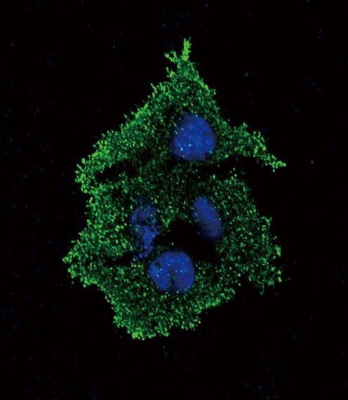 TGFB1 / TGF Beta 1 Antibody (aa22-50)