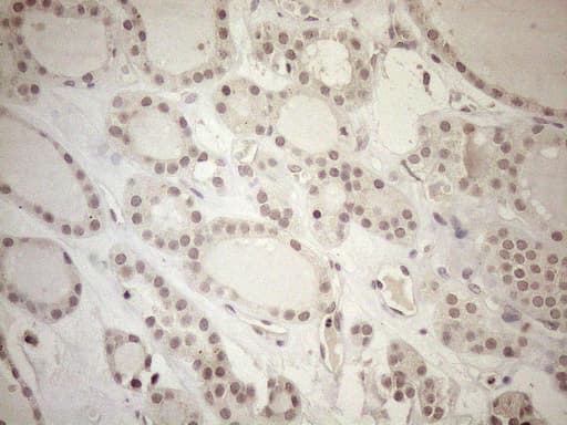 ASB2 Antibody (aa1-300, clone OTI4C2)