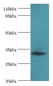 ERGIC1 Antibody (aa48-254)
