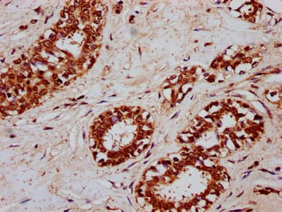 CSN3 / Kappa Casein Antibody