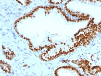 FOXA1 Antibody (clone FOXA1/1241, Azide-free, BSA-free)