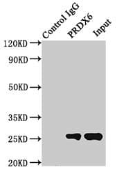 PRDX6 / Peroxiredoxin 6 Antibody