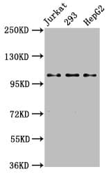 Kinesin Heavy Chain / KIF5B Antibody