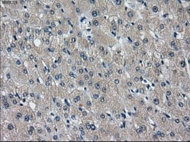 IDH3A Antibody (clone OTI2F11)