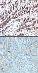 HTRA2 / OMI Antibody (aa335-350, clone 196C429)