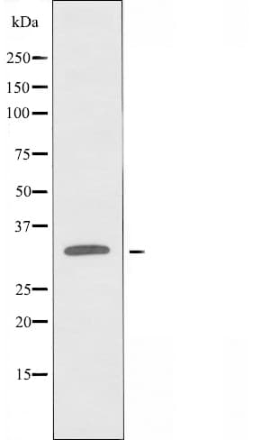 Polyclonal Rabbit anti-Human PEX19 Antibody (IF, WB)