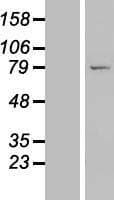 LRRC49 Protein (Over-Expression Lysate Myc-DDK (Flag))