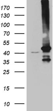 GNA14 Antibody (aa31-348, clone OTI3D3)