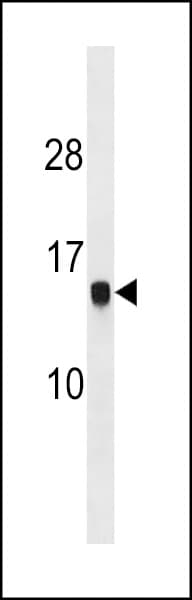Polyclonal Rabbit anti-Human HIST1H2AG Antibody (aa102-130, WB)
