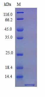 Mouse CXCL1 / GRO Alpha Protein (Recombinant)