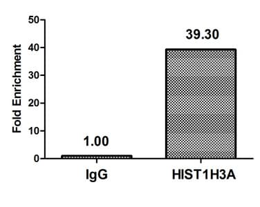 HIST1H3A Antibody
