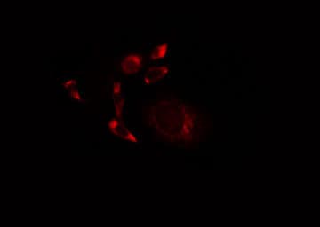 SCFD1 / SLY1 Antibody