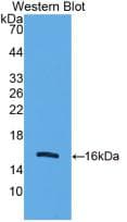 UCP2 Antibody (clone C12, Biotin)