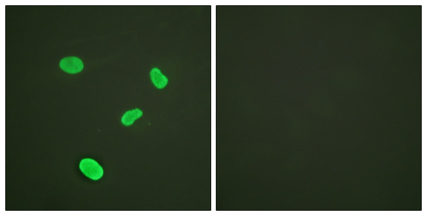 IHC-plus™ Polyclonal Rabbit anti-Human Histone H4 Antibody (aa10-59, IHC, IF, WB)